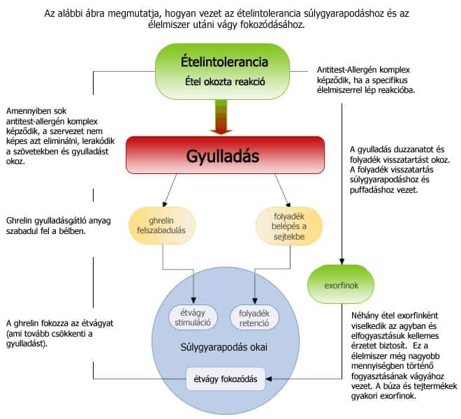 etelintolerancia_elhizas_mechanizmusa